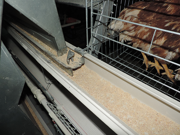 階梯式蛋雞設(shè)備