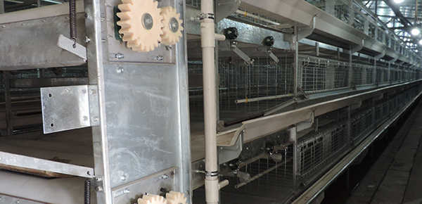 夏季規(guī)?；B(yǎng)雞舍通風(fēng)的模式探討