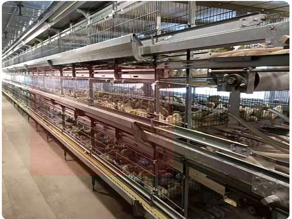 雛雞設備